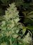 Jack Flash N.5 10 ks feminizované semená Sensi Seeds
