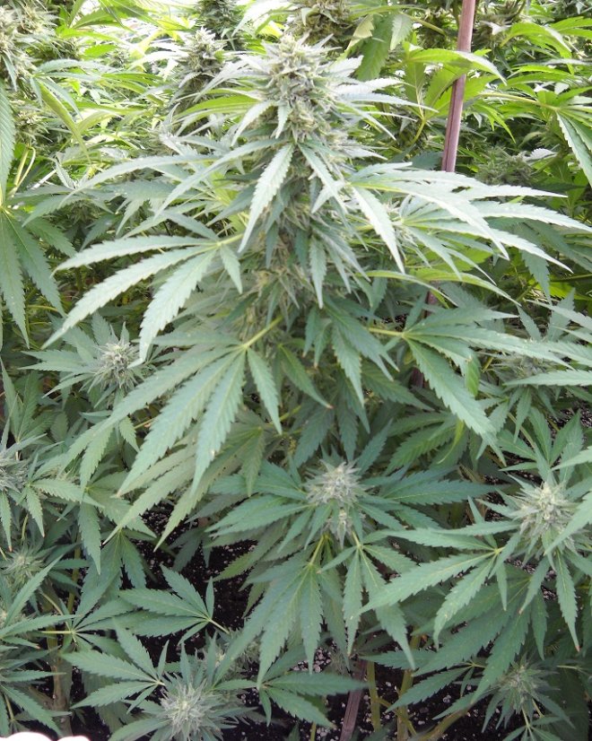 Master Kush - feminizovaná semínka 3ks Humboldt