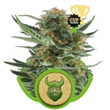 Royal Dwarf - fem. und selbstblühende Samen 10 Stück Royal Queen Seeds
