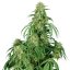 Calamity Jane auto - feminizovaná semínka, 3 ks, Buddha Seeds
