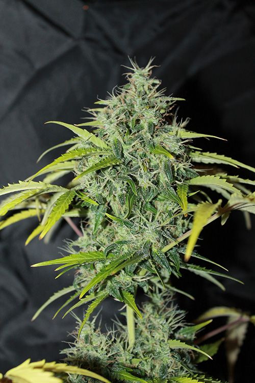 Amnesia - regular semena 10 ks Seedsman