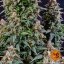 Watermelon Zkittlez Auto - autoflowering semena marihuany 3 ks Barney´s Farm