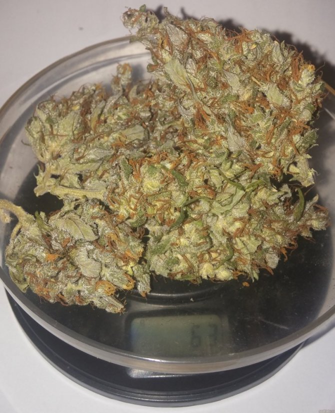 Dark Devil Auto - fem. a autoflowering semienka 10ks Sweet Seeds