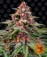 Runtz Auto - autoflowering semená marihuany 5 ks Barney´s Farm