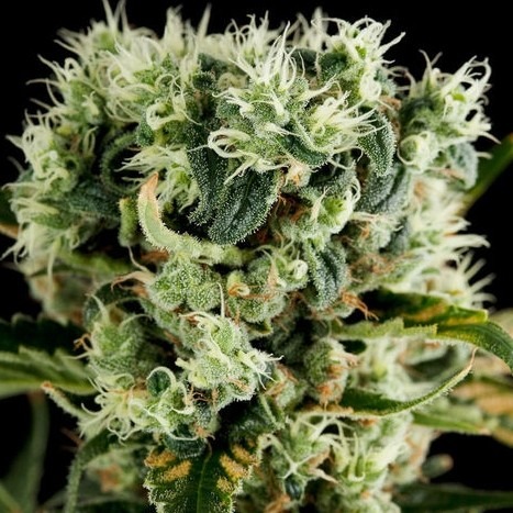 Moby Dick 2 - nasiona feminizowane 5 sztuk Dinafem