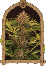 Strawberry Cola Auto - feminized autoflowering seeds, 5 pcs, Exotic Seed