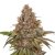 Nasiona feminizowane Blackberry Gum 3 szt. Seedstockers