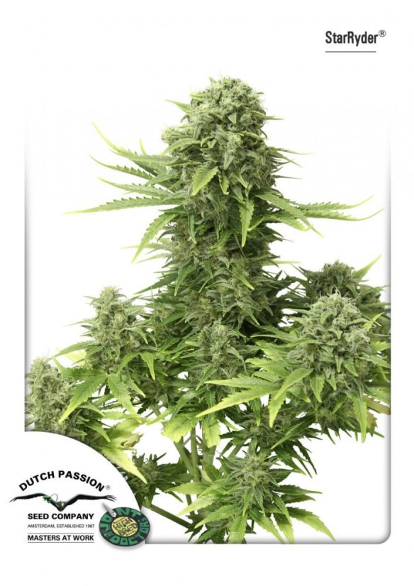 StarRyder autoflowering semínka 3ks Dutch Passion