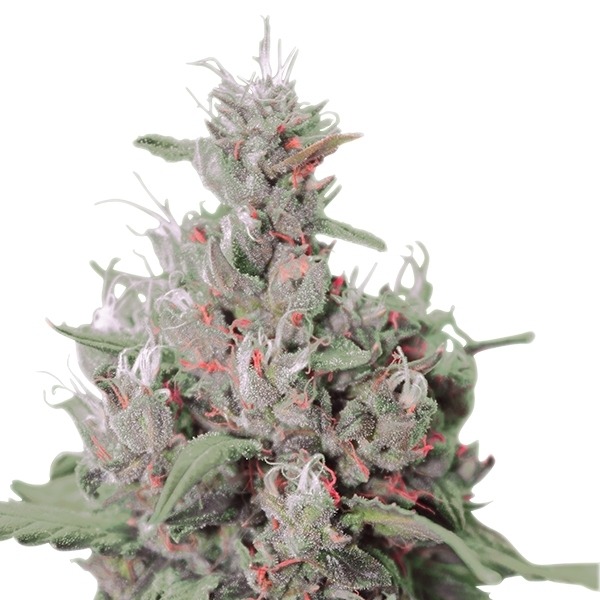 Royal Creamatic - samokvitnúce semienka 3ks Royal Queen Seeds