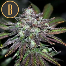 BlimBurn Seeds Narkosis Feminized Seeds