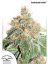 AutoColorado Cookies® - fem. And self-sacrificial seeds of 3 Dutch Passion