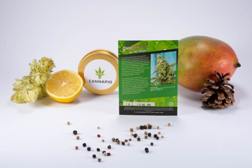 Green Poison Fast Version - feminizované semienka 10ks Sweet Seeds