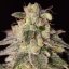 Shark Shock CBD - feminized seeds 3pcs Dinafem
