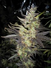 Holy Smoke Seeds Strawberry Diesel nasiona feminizowane