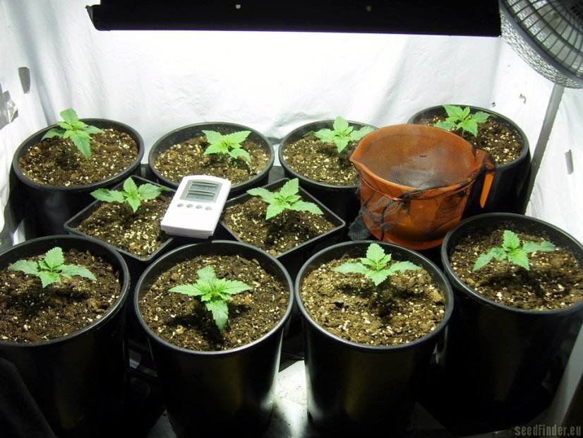 Blue Hash 3 ks feminizované semienka Dinafem