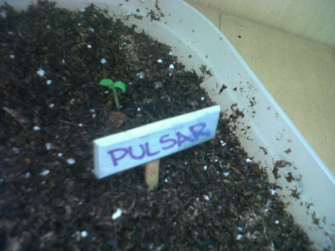 Pulsar - 5 nasion feminizowanych Budha Seeds