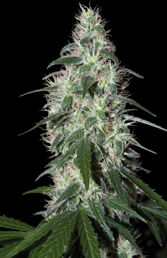 Pulsar  - feminizovaných semen 10 ks Buddha Seeds