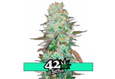 G14 Auto - samonakvétacie semená marihuany 5 ks Fast Buds