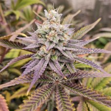 Sugar Bomb Punch - Feminised Seeds 3 pcs Dutch Passion