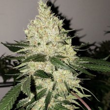 Ethos Genetics Lilac Diesel Bx4 regulérní semena