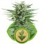 Easy Bud - fem. i 3 nasiona Royal Queen Seeds