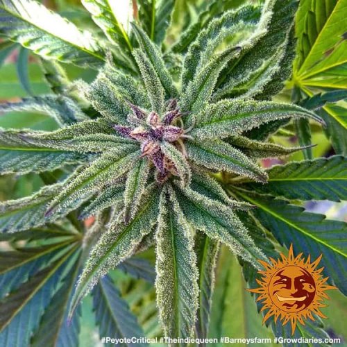 Peyote Critical - feminized marijuana seeds 10 pcs Barney´s Farm