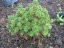 Aeonium spathulatum (rastlina: Aeonium spathulatum) semená