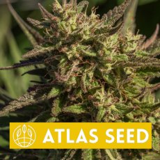 Neon Cowgirl Fast Version - feminizovaná semena marihuany, 5ks Atlas Seed