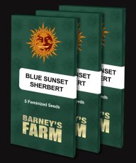 Blue Sunset Sherbert - Feminizovaná semínka 10 ks Barney´s Farm