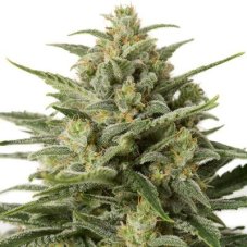Weiße Witwe XXL Auto - fem. und autoflowering samen 5 stücke Dinafem