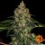 Shiskaberry - feminizowane nasiona marihuany 10 szt Barney's Farm