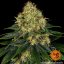 Skywalker OG Auto - autoflowering semená marihuany 3 ks Barney´s Farm