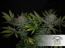 Skywalker - semințe feminizate 10pcs Dutch Passion
