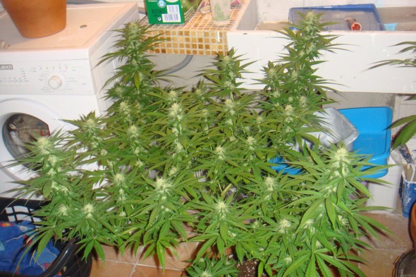 Ser - 5 feminizowanych nasion Dinafem