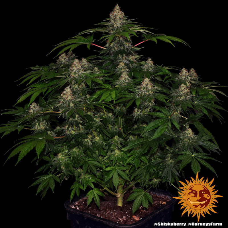 Shiskaberry - feminized marijuana seeds 10 pcs Barney´s Farm