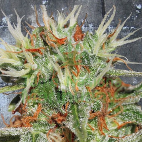 Auto Mary Jane - fem. a autoflowering semienka 5ks Ministry Of Cannabis