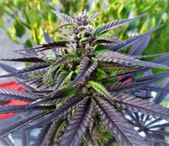 Purple Ghost Candy - feminized cannabis seeds 5 pcs, Seedsman