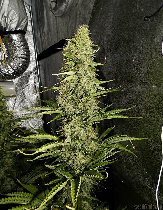 Shark Shock CBD - feminizované semienka 5ks Dinafem