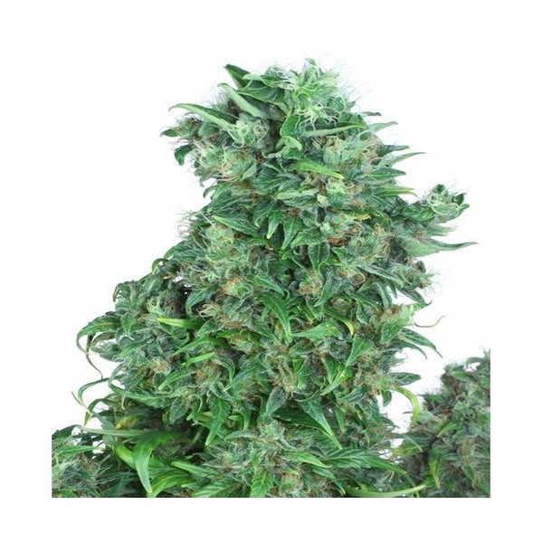 Think Different - autoflowering seeds 7 pcs Dutch Passion
