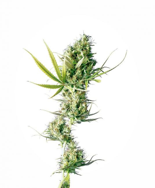 Durban - Samen 3 Stück feminisiert Sensi Seeds
