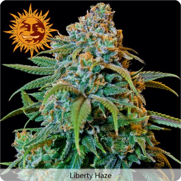 Liberty Haze - feminisierte Samen 10 Stück Barney's Farm