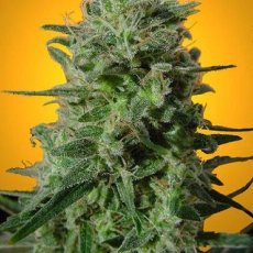 Delahaze - Feminized Seeds 10 pcs Paradise Seeds