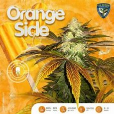 T.H. Seeds Orangesicle 710 Limited Pack nasiona feminizowane, 5 szt.