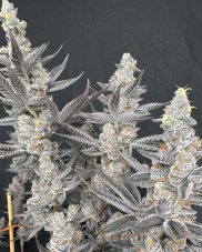 Solfire Gardens Diamond Daggers feminizovaná semena, 6 ks