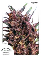 Purple 1- Standardized Seeds 10 pcs Dutch Passion