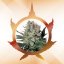 Sirup auto - feminizované semená, 3 ks, Buddha Seeds