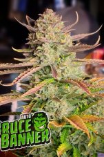 Bruce Banner Auto - semillas de marihuana autoflorecientes 5 uds Fast Buds