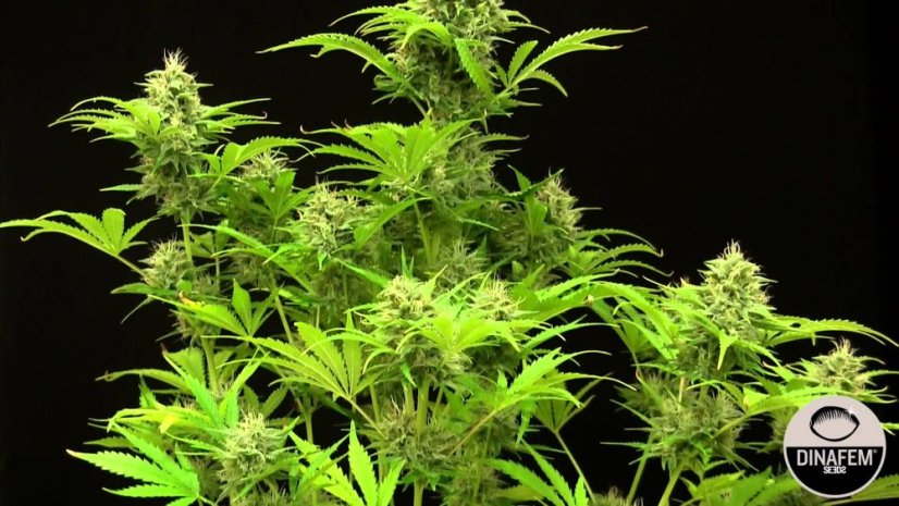 Bubba Kush Auto - fem. a autoflowering semienka 5ks Dinafem