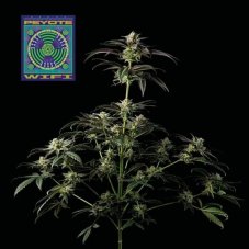 Peyote Wi-fi - feminized cannabis seeds 10pcs, Seedsman