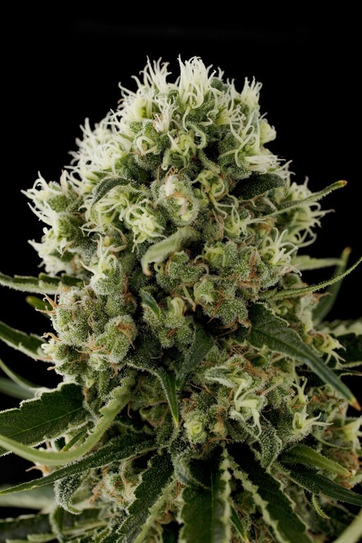 Critical Jack - feminizované semienka 36ks Natural Seeds